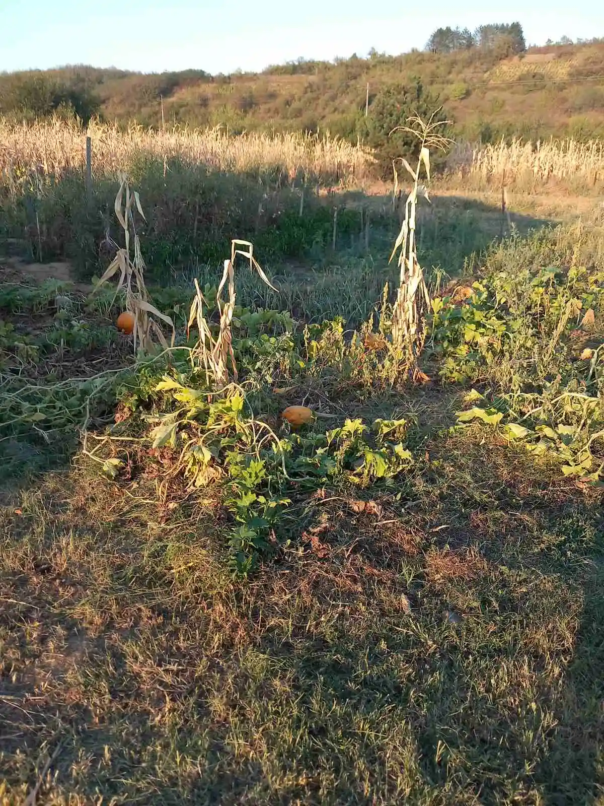Prodaja ekonomskog objekta kod Malošišta 3