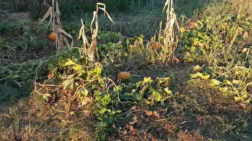 Prodaja ekonomskog objekta kod Malošišta 3